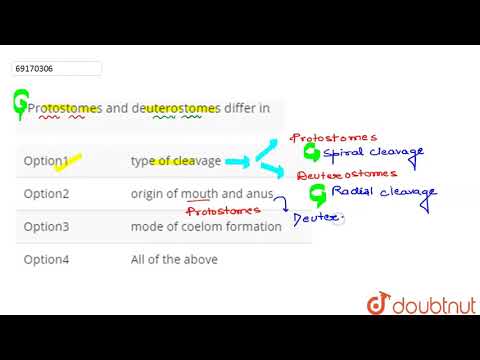Video: Is platwurms protostoom of deuterostoom?