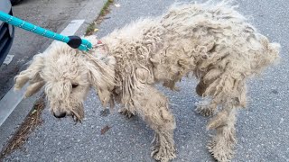 We Rescued 2 Neglected Dogs