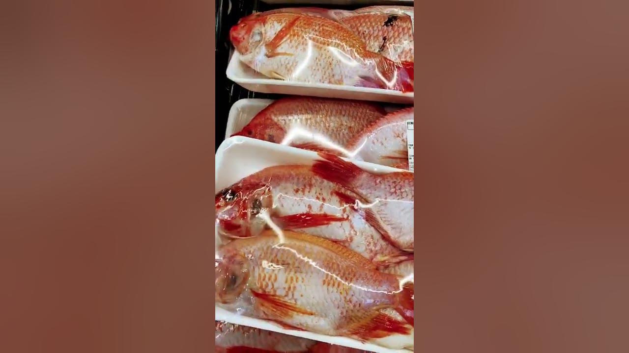 RED TILAPIA AT COSTCO🎏 YouTube