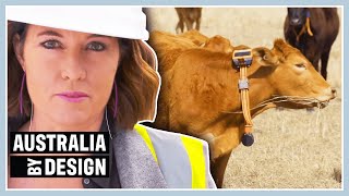 The Collar That Musters Cattle Digitally! | Australia By Design: Innovations