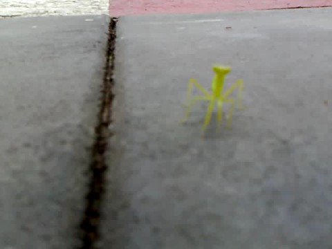 killer mantis (not grasshopper - -' ) (violent little creature)