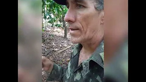 Como plantar a semente de tucumã?