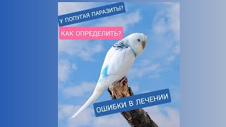 ПАРАЗИТЫ У ПОПУГАЕВ. КАК ОПРЕДЕЛИТЬ? Лечение попугаев - основные ошибки. (Вши, пероеды, пухоеды)