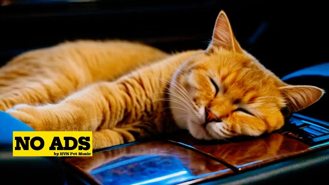 9 HOURS | Tension Fades Now - Soothing Road Trip Music for Cats | HVN Pet Music