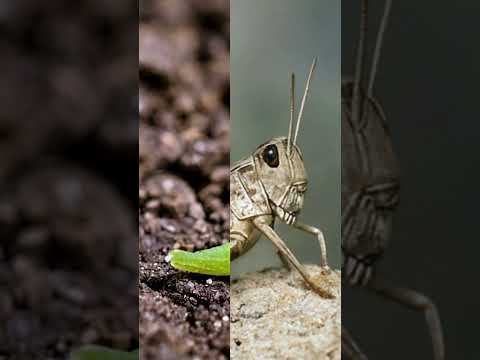 هل تعلم كيف تبدأ الجراد حياتهه شاهد مراحل نمو الجراد