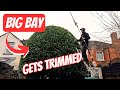 Big old bay tree trim lewisgardenservicesltd gardening