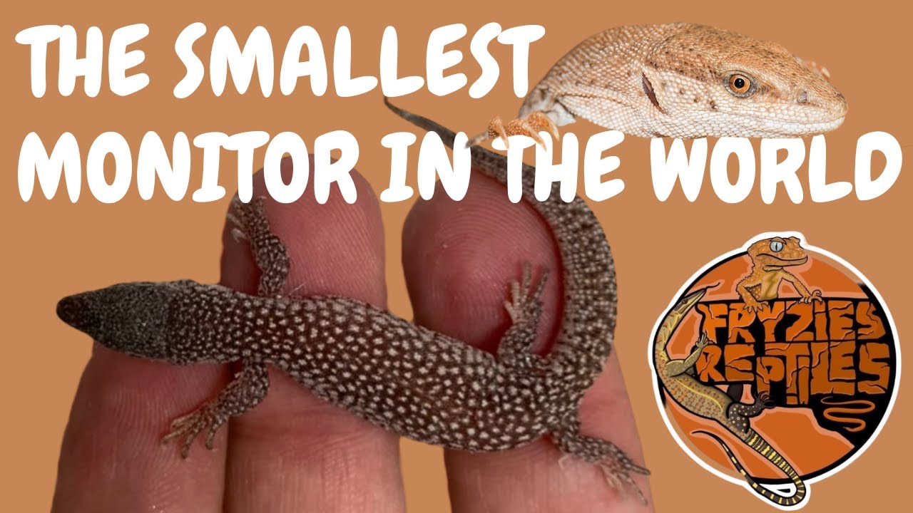 KEEPING And BREEDING Some Of The SMALLEST MONITOR LIZARDS In The WORLD KEEPING And BREEDING Some Of The SMALLEST MONITOR LIZARDS In The WORLD