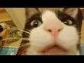 玄関開けるまで259,202秒でにゃんこ♪  Cat welcome - short.5 after 3 days-