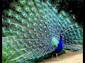 Indian Peacock Индийский павлин DIMENSIONS 70-35293 Начало.