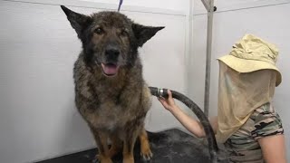 Senior rescue German Shepherd dog creates a FURNADO