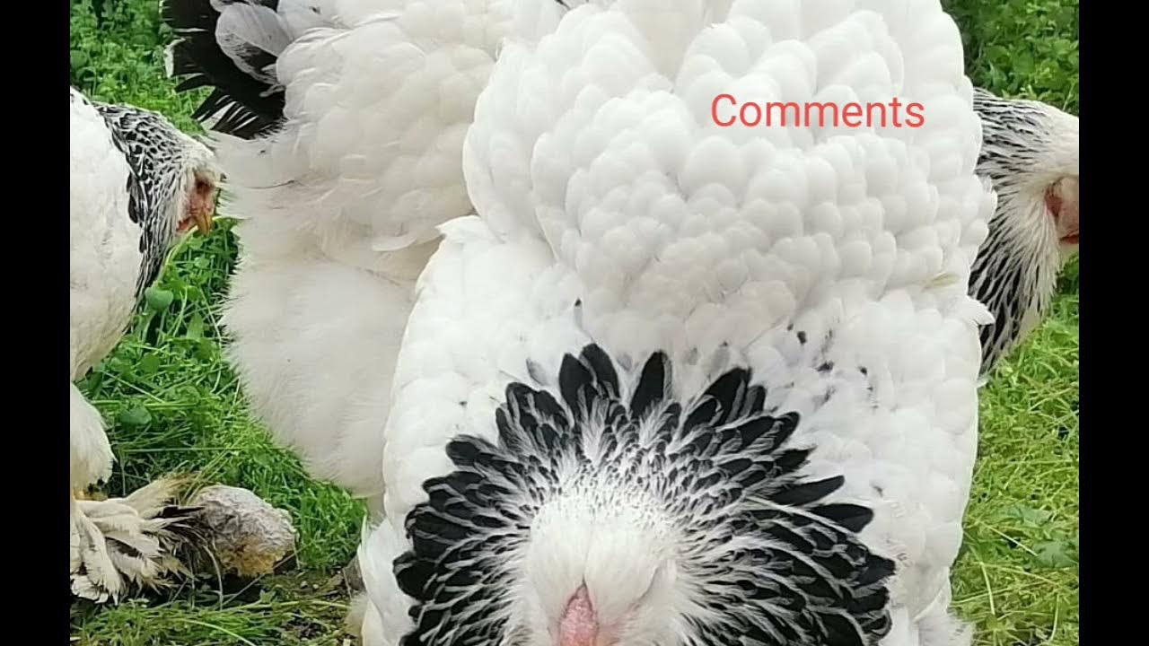 tell your children difference between hen and cock...🤔 YouTube