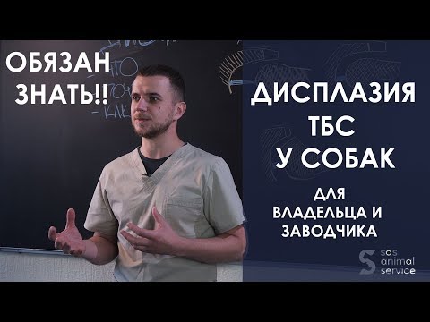 Видео: Дисплазия тазобедренного сустава у собак: мысли о заболеваемости, лечении и профилактике