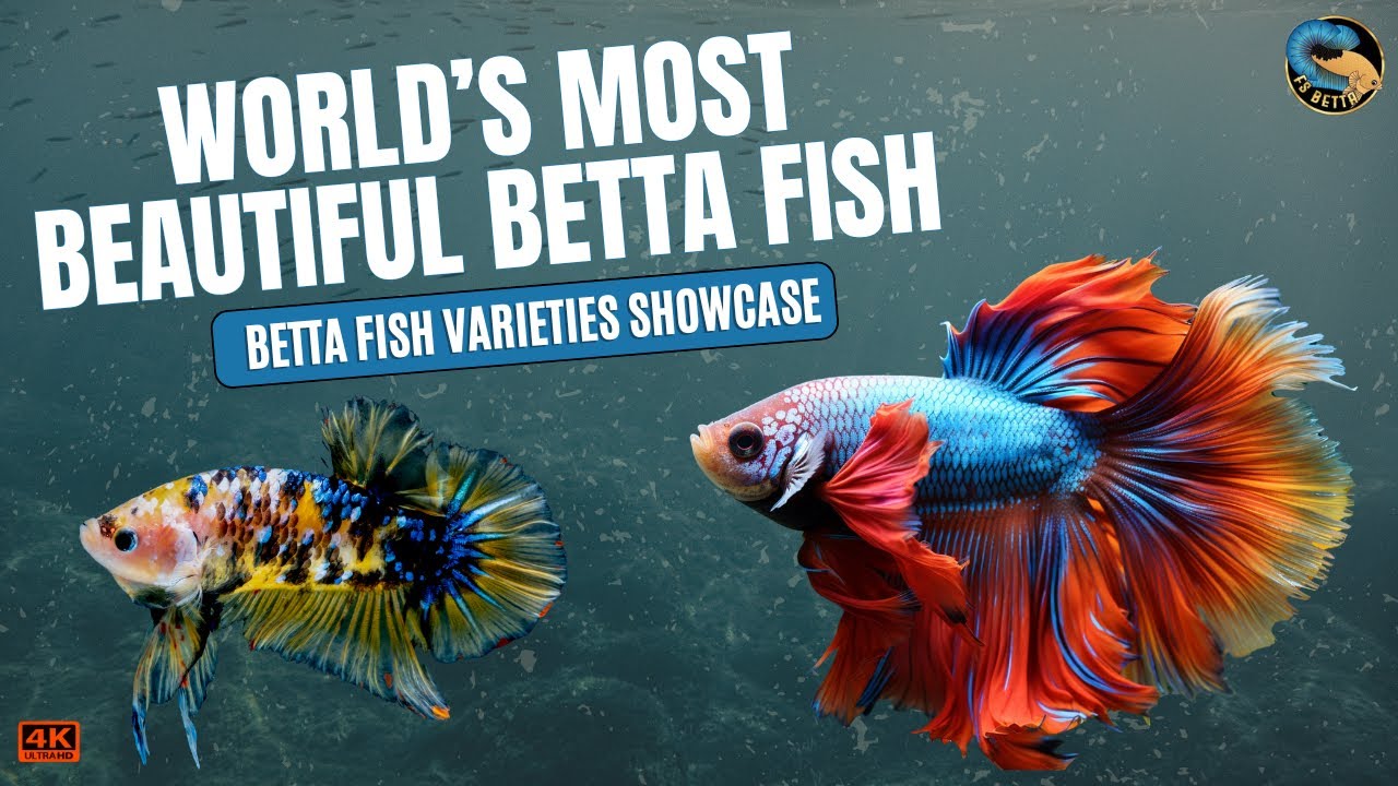 World’s Most Beautiful Betta Fish | Betta Fish Varieties Showcase | FS Betta Official