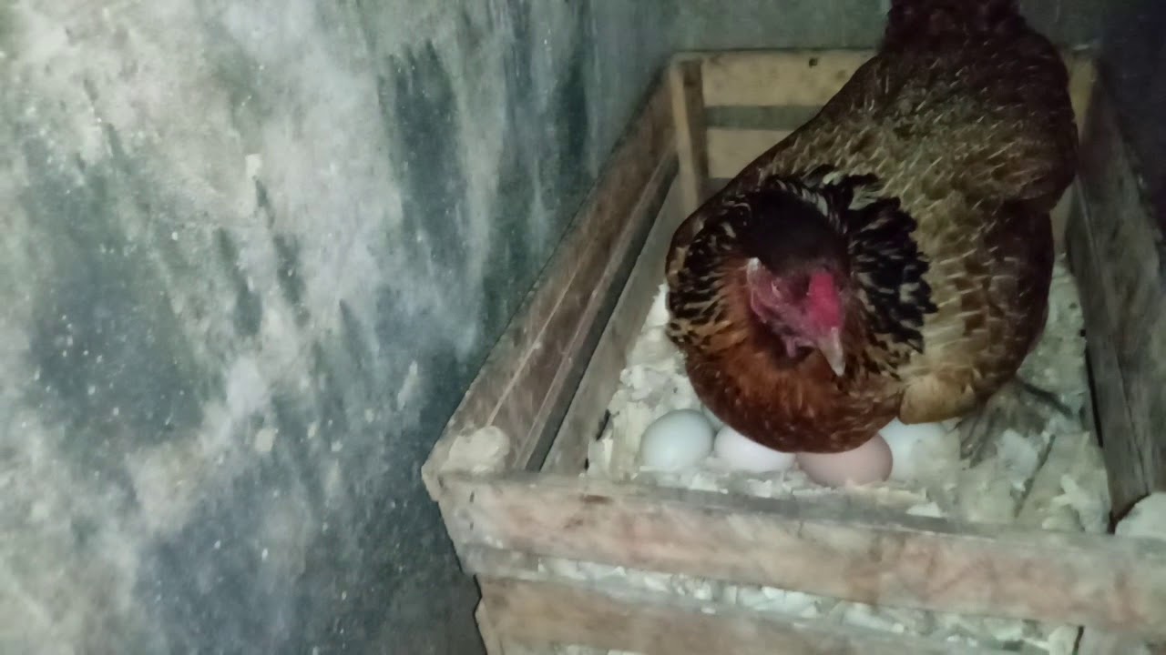 Quantos Dias Leva Para Chocar Ovo De Galinha