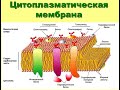 Цитоплазматическая мембрана