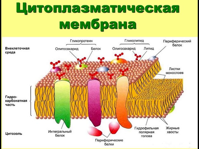 Цитоплазматическая мембрана