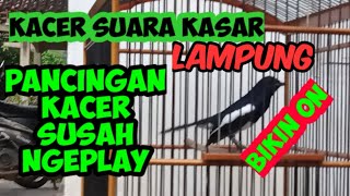 Pancingan Kacer susah ngeplay ‼️degan Kacer suara kasar dijamin hitungan detik lansung on,‼️