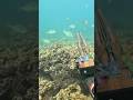 Sneaking a couple seshes in before the next storm hits #hawaii #spearfishing #diving