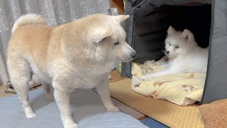 【一触即発】自分の寝床に子犬が入った時の柴犬の反応が、、