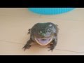 budgett's frog screams 2