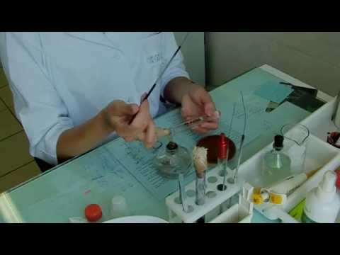 Приготовление мазка бактериальной культуры