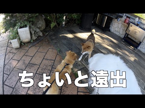 茨城県 水戸市までお出かけ♪ グレートピレニーズ&MIX犬