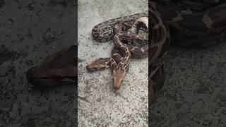 Indian rock python #viral #snake #youtubeshorts #funny #india #animals #yoytube #python #rescue Wealth