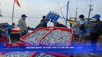 NGƯ DÂN QUẢNG TRỊ ĐƯỢC MÙA CÁ CƠM ĐẦU NĂM | Truyền Hình Quảng Trị