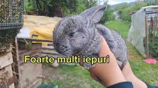 Video nou la @MinifermaluiDaniel.Foarte multe noutăți.