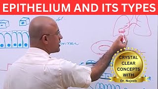 Epithelium and its Types🩺