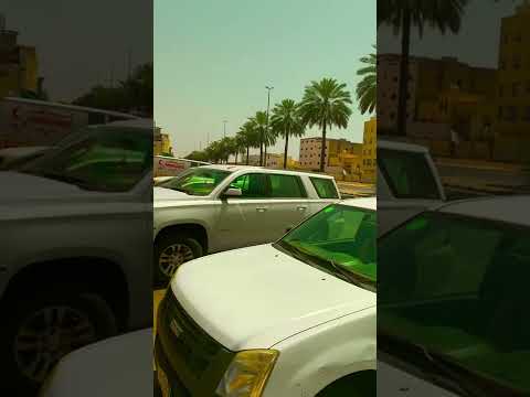 النخيل حائل تيك توك اشجار النخي