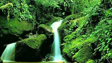 سورة الفيل الشيخ ماهر المعيقلي Alfeel Surah by Shaikh Mahir Almoyqli