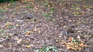 Feeding the squirrels in Central Park NYC