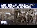 Ridglan Farms beagles: Hundreds of dogs remain inside, what’s next? | FOX6 News Milwaukee