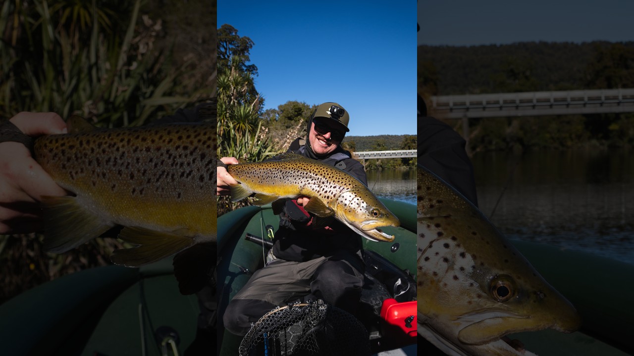 3 days chasing wild brown trout on the West Coast of New Zealand #flyfishing #browntrout #newzealand
