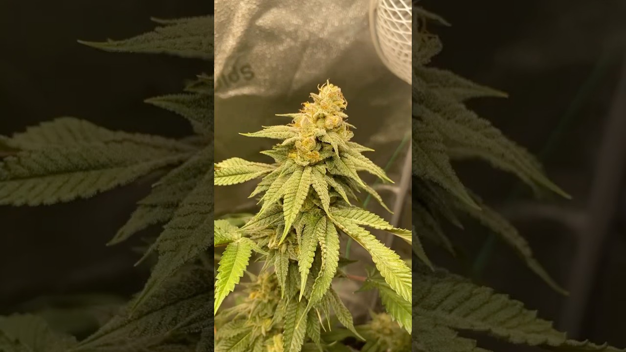 jelly donuts feminized Humboldt seed company didn’t top