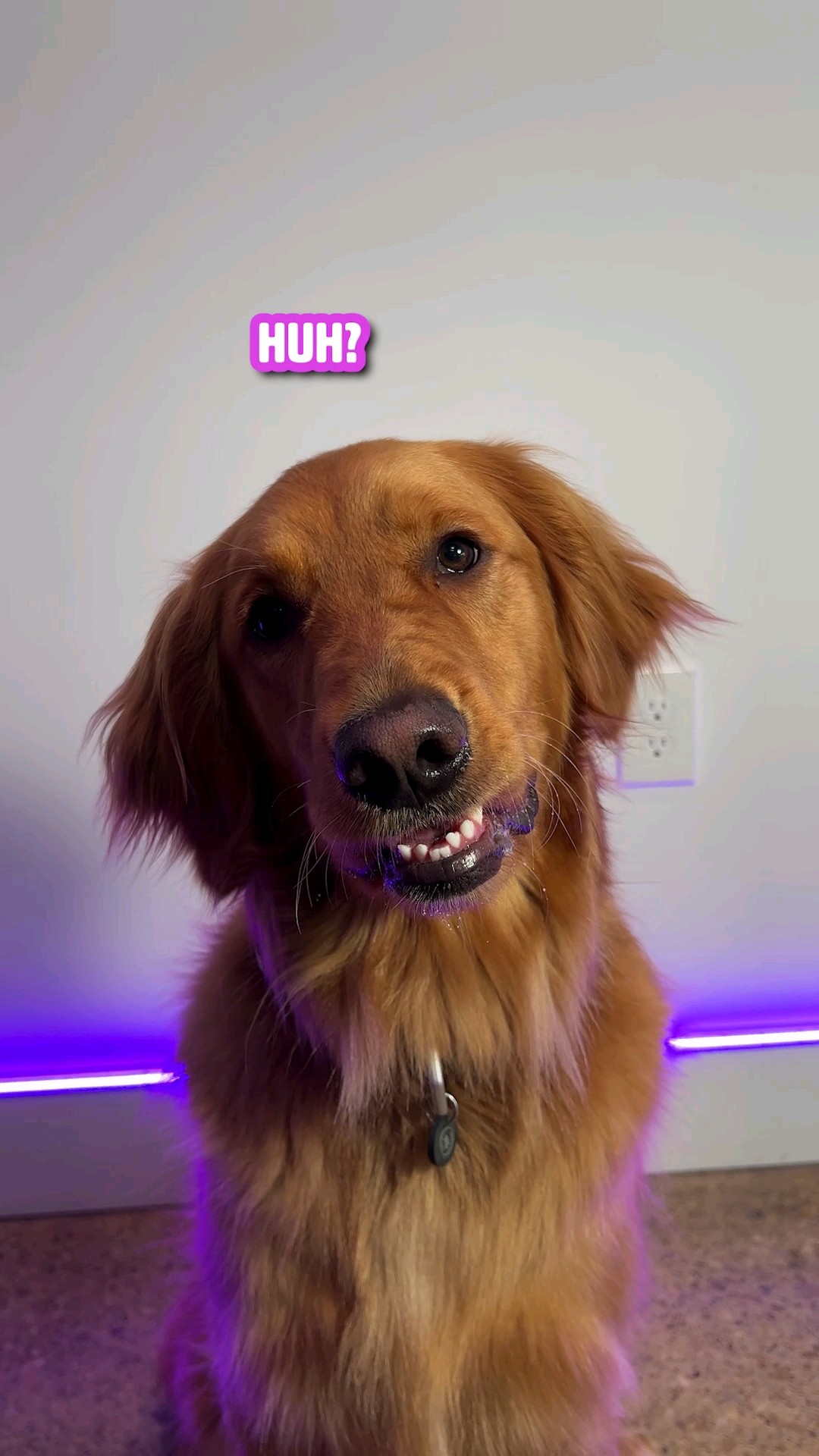 My Dog Reacts to Funny Dog Videos