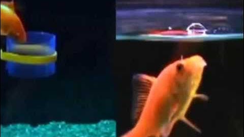 R2 Fish School - All you need to teach your fish amazing tricks! www.gamesgadgetsnmore.co.uk