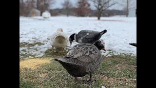 CAN MUSCOVY DUCKS LIVE IN THE SNOW? (THINKING ABOUT GETTING MUSCOVIES?)