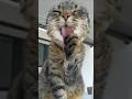 Misti King of slow-motion 😻💟😻 #cat #cute #slowmotion