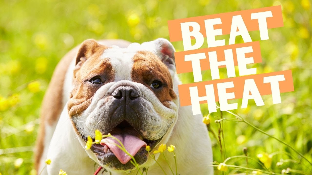 Can Bulldogs Stay Outside In The Heat YouTube can-bulldogs-stay-outside-in-the-heat-youtube