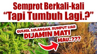 Download Lagu IYA IYA LAH TUMBUH LAGI.❗❗❗ RAHASIA MEMATIKAN GULMA PENGGANGGU TANAMAN | LULANGAN | HERBISIDA MP3 Download Lagu IYA IYA LAH TUMBUH LAGI.❗❗❗ RAHASIA MEMATIKAN GULMA PENGGANGGU TANAMAN | LULANGAN | HERBISIDA MP3