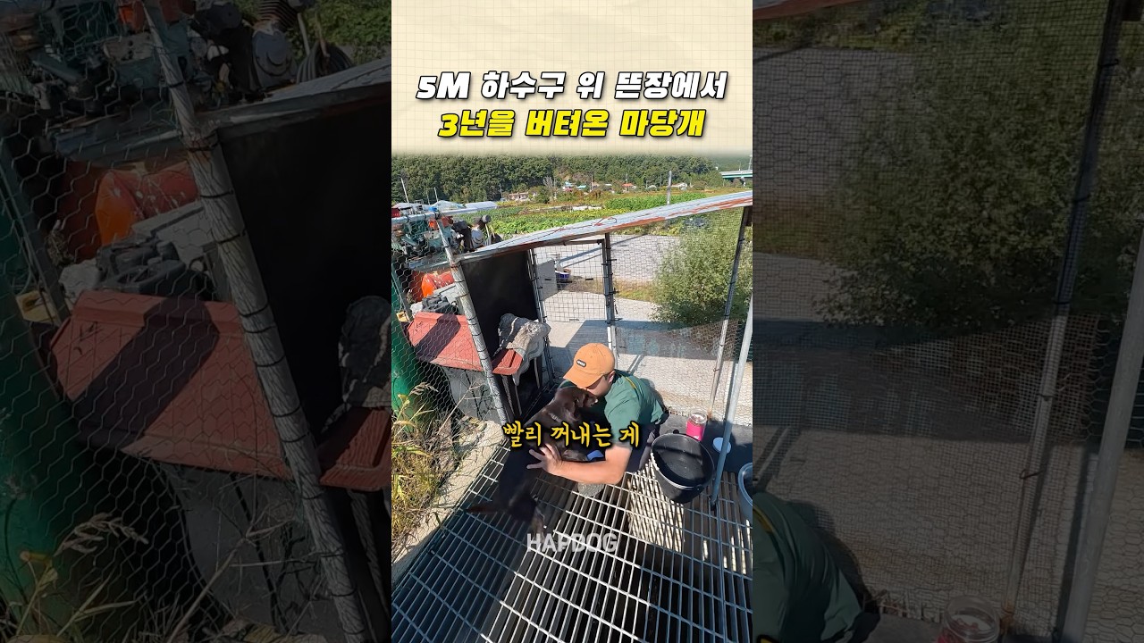 5M 하수구 위 뜬장에서 3년을 버텨온 마당개 썸네일
