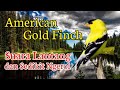 Masteran Suara Lantang Sedikit Ngerol Goldfinch