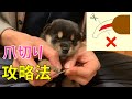 【柴犬】子犬がかわいすぎて爪切りのやり方が頭に入ってこない動画【字幕】