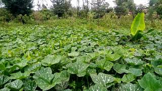 GROWIN BIG SIZE PUMPKIN DURING THE RAIN