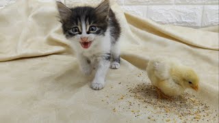 Be careful, there is a lot of cuteness in the video 😍 Cute kitten and chick 💕 by Funny Pets 1,567 views 1 year ago 1 minute, 25 seconds