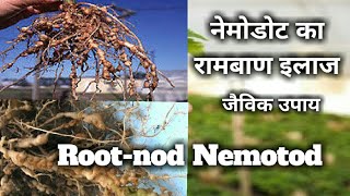 निमेटोड को रोकने का जैविक उपाय। Nematode control organic method.paecilomyces lilaacinus.पेसिलोमाइसेस