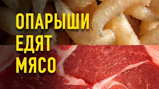 Опарыши едят мясо. Таймлапс. Timelapse