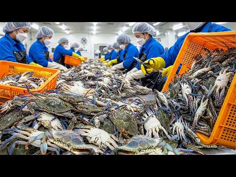첫째도 위생 ! 둘째도 위생 ! 실패 확률 없는 고품질 해산물 식품공장 대량생산 몰아보기 How Is This So Clean?! Korea’s Top Seafood Factory
